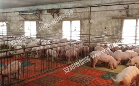 豬場使用的電地暖保溫